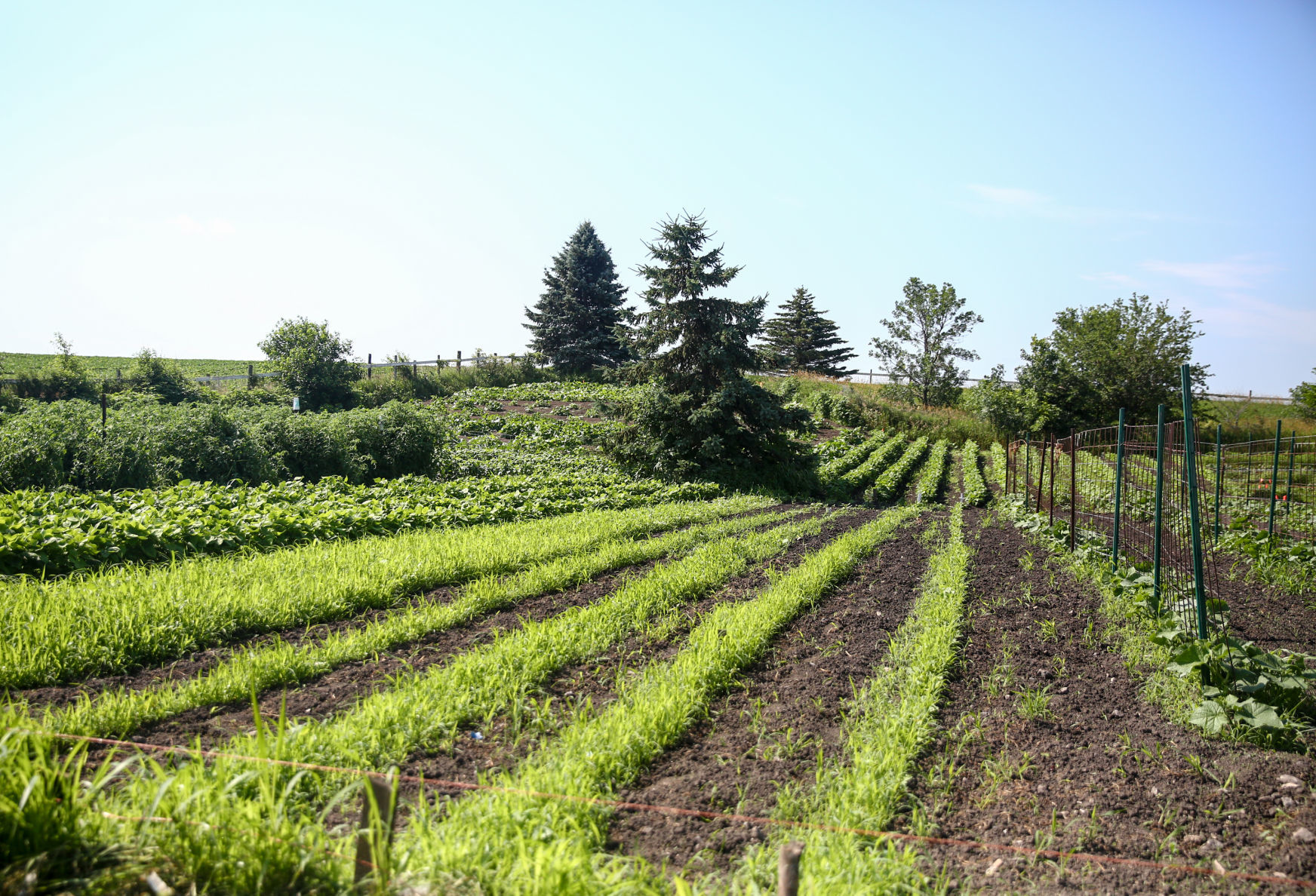 D.A.N.'s Garden Produce